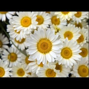 Meet your Posher, Deena